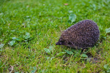 West european hedgehog (Erinaceus europaeus) on a green meadow.Young hedgehog in natural. Curious...
