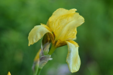  flower, iris, yellow, spring, nature, plant, garden, lily, green, blossom, beauty, petal, flowering, macro, beautiful, flora, petals, floral, summer, white, flowers, close-up, gardening