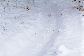 Traces of hare paws in the snow, leading into the depths of the forest. Chain of hare tracks in the snow in the winter forest. Hunting season on the hare on the trail in winter. Winter trail.