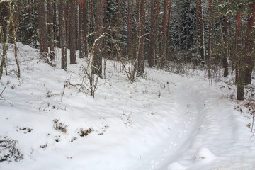 Traces of hare paws in the snow, leading into the depths of the forest. Chain of hare tracks in the snow in the winter forest. Hunting season on the hare on the trail in winter. Winter trail.