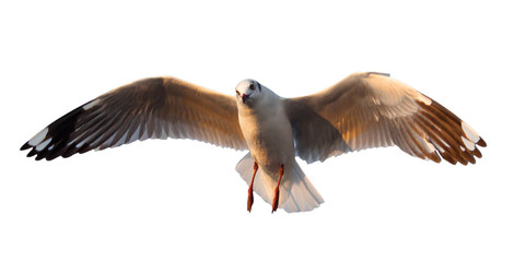 Seagulls are flying on a white background.