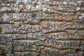 Wood surface with natural cracks