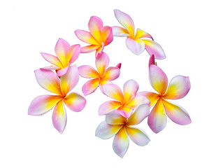 Pink plumeria flowers on a white background
