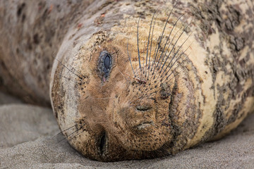 Northern Elephant Seal Resting on a California Beach