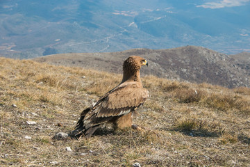 Ritratto di un'aquila reale che osserva il panorama