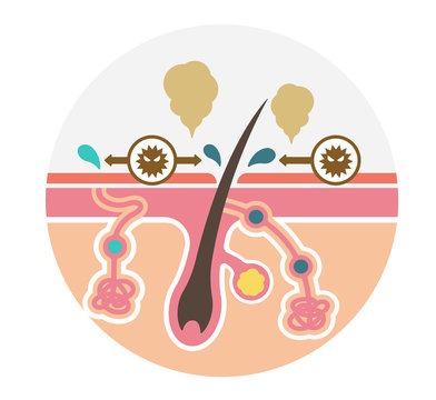 Cause of body odor vector flat illustration (round shape) / no text.  