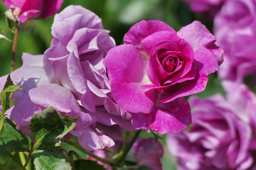 Beautiful pink violet roses
