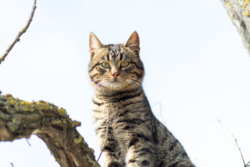 Beautiful gray striped cat on a tree against the blue sky. Cheshire Cat