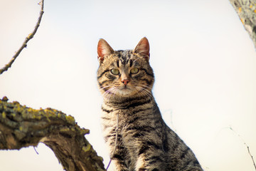 Beautiful gray striped cat on a tree against the blue sky. Cheshire Cat