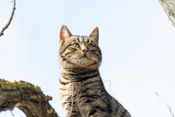 Beautiful gray striped cat on a tree against the blue sky. Cheshire Cat