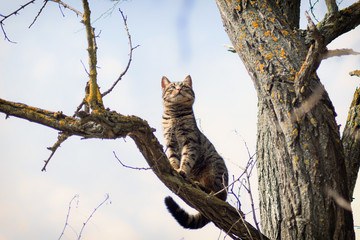 Beautiful gray striped cat on a tree against the blue sky. Cheshire Cat