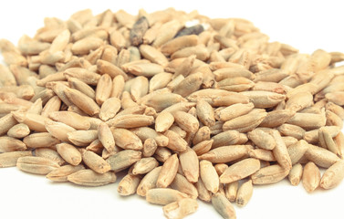 Rye or wheat grains on white background