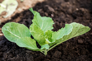 Young sprouts of cabbage. Gardening. Growing cabbage sprouts in the ground