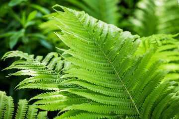 Beautiful fern leaves, green fern leaves natural floral background.