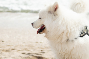 Fototapeta premium Beautiful Samoyed dog have fun on a beach. Domestic purebred dog is walking at seashore