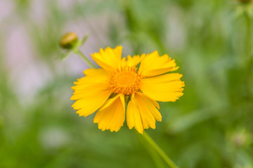 Outdoor spring, blooming yellow flower close-up, Coreopsis，Coreopsis drummondii Torr. et Gray