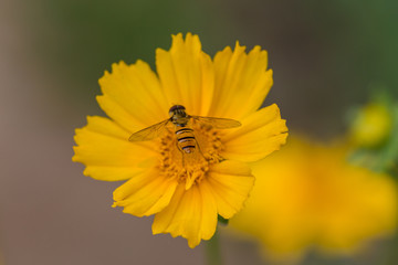 Wildflower,yellow,closeup,pagan,flowering plant,petal,flower,plant stem,wallpaper,natural,outdoor,flower,yellow,nature,plant,garden,summer,green,daisy,flowers,spring,flora ,beauty,bloom,flower,petal,c