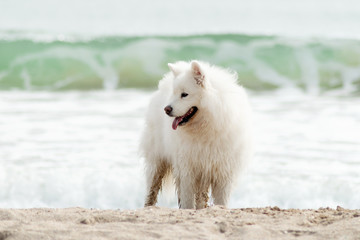 Beautiful Samoyed dog have fun on a beach. Domestic purebred dog is walking at seashore