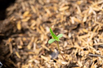 Cannabis seedlings that are sprouting in seed bags.