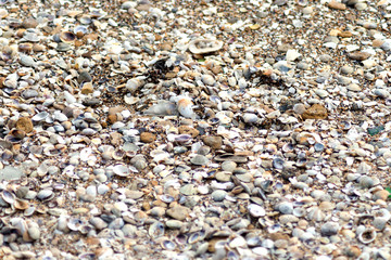 seashells background texture. different shells on sand