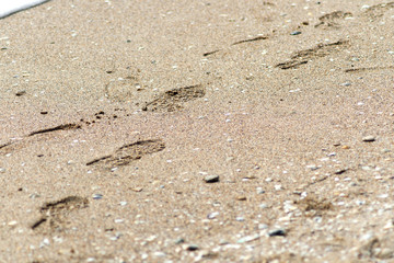 Fototapeta na wymiar Footprints from shoes in the sand. Traces of shoes. Sand and seashell