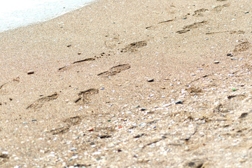 Footprints from shoes in the sand. Traces of shoes. Sand and seashell