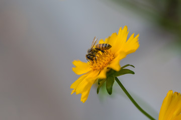 Wildflower,yellow,closeup,pagan,flowering plant,petal,flower,plant stem,wallpaper,natural,outdoor,flower,yellow,nature,plant,garden,summer,green,daisy,flowers,spring,flora ,beauty,bloom,flower,petal,c