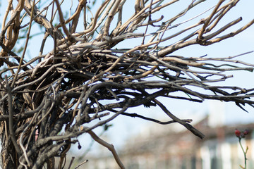 dry branches, dry vine texture background. wooden texture with bokeh