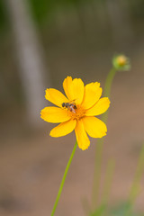 Fototapeta premium Wildflower,yellow,closeup,pagan,flowering plant,petal,flower,plant stem,wallpaper,natural,outdoor,flower,yellow,nature,plant,garden,summer,green,daisy,flowers,spring,flora ,beauty,bloom,flower,petal,c
