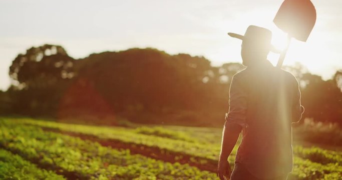 Young farmer tending to his crops, farmer smiling and walking with shovel on organic sustainable farm