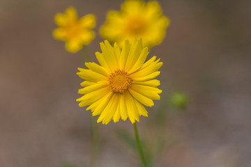 Outdoor spring, blooming yellow flower close-up, Coreopsis，Coreopsis drummondii Torr. et Gray