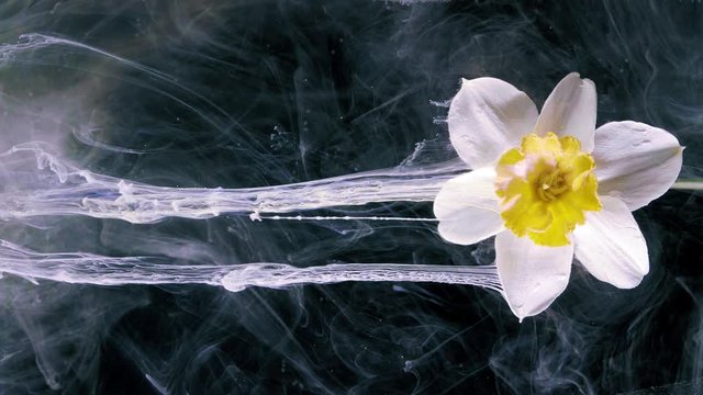 White narcissus flowers. Liquid art.
