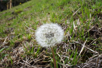 A dandelion fluff in a garden.