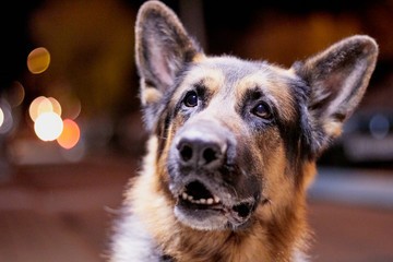 Dog German Shepherd outdoors in a dark night