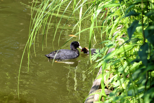 Waterfowl Common duck (Fulika аtra) with duckling.