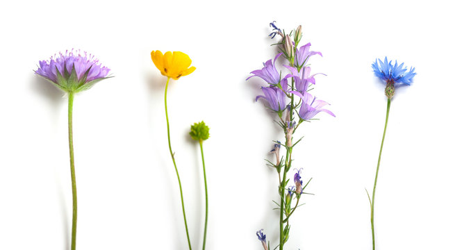 Closeup Of Wild Flowers On White Background