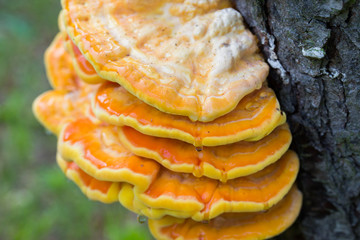 orange  fungus on tree - laetiporus sulphureus, sulphur shelf