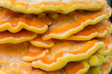 orange  fungus on tree - laetiporus sulphureus, sulphur shelf