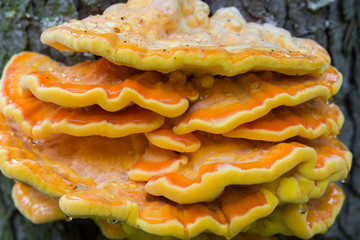 orange  fungus on tree - laetiporus sulphureus, sulphur shelf