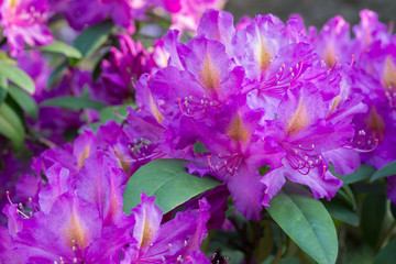 Rhododendron pink flowers