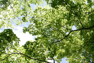 Fototapeta premium 美しい新緑の青もみじ Beautiful green maple trees.