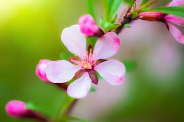 Obraz na płótnie Canvas Flowering pink almonds