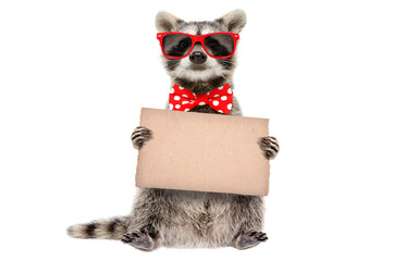 Funny raccoon in sunglasses and bow with banner in paws isolated on white background