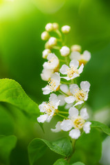 Branch of flowering bird cherry in white flowers