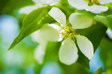 Branch of a blossoming apple tree