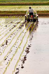 Fototapeta premium Rice transplanting by machine in Japan