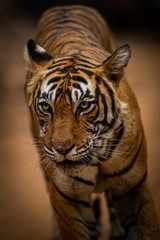 A female tiger on an evening stroll coming straight to our safari vehicle at Ranthambore National Park, Rajasthan, India