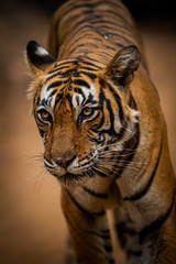 A female tiger on an evening stroll coming straight to our safari vehicle at Ranthambore National Park, Rajasthan, India