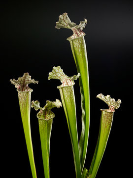 Studio portrait of the plant Sarracenia flava Rugelii a carnivorous plant
