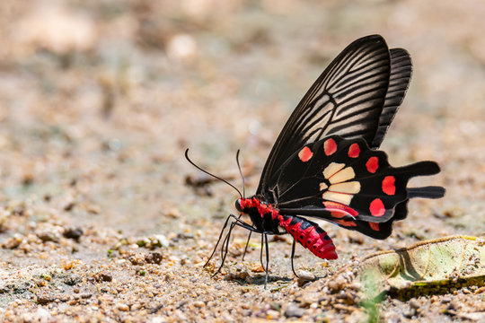 Common Rose buttfly sticking out proboscis to draw water from wet sand